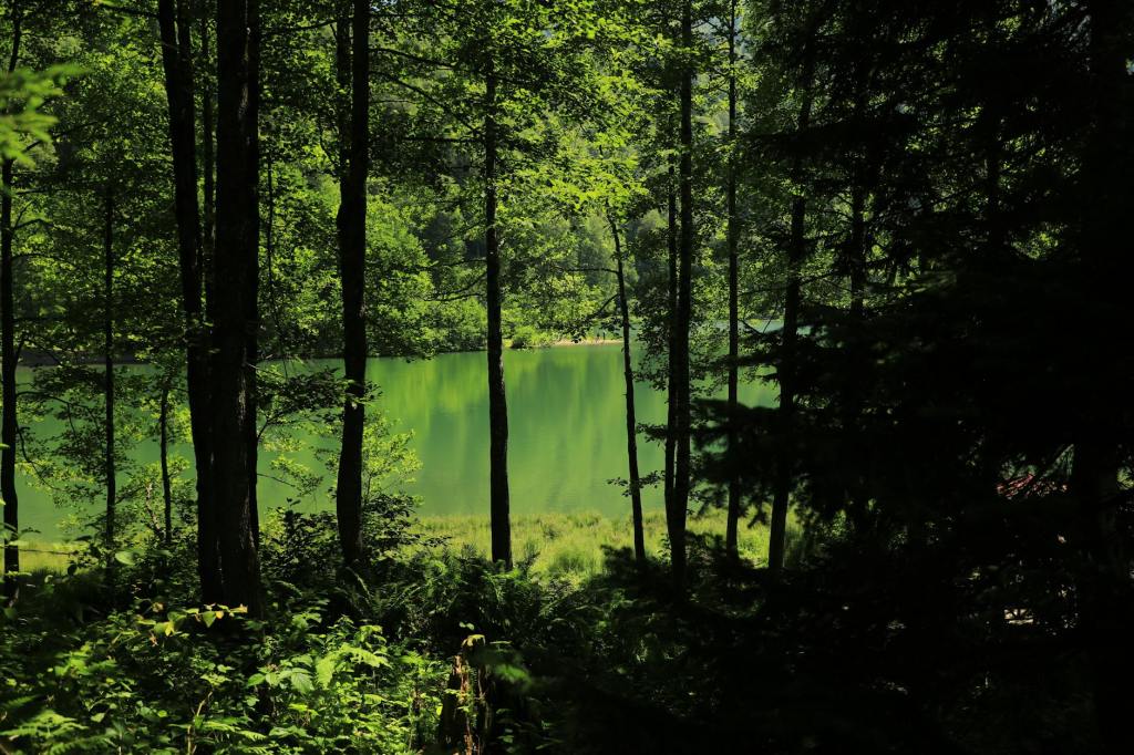 a lake surrounded by trees in the woods